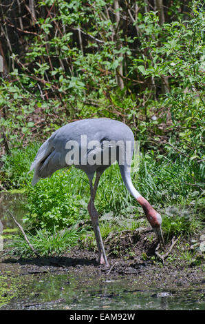 Gru Sarus (Grus antigone) in background di erba Foto Stock