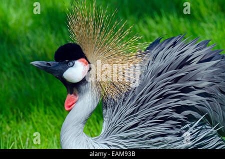 Crowned Crane su verde blur sullo sfondo Foto Stock