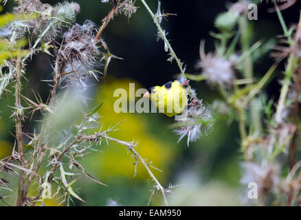 American maschio Cardellino appollaiato su un ramoscello di bush Foto Stock