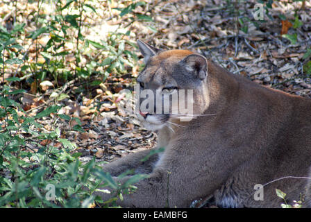 Pantera della Florida Foto Stock
