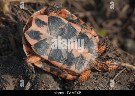 North American Spotted tartaruga (Clemmys guttata). Guscio inferiore o plastron Foto Stock