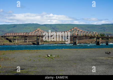 Oche nidificazione sulla banca del fiume Columbia vicino al Ponte Dalles. Il Dalles, Oregon Foto Stock