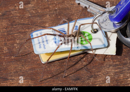 Casa Spider (Tegenaria domestica). Vivere e a fianco di set di chiavi auto per il confronto delle dimensioni. Foto Stock