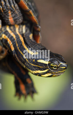 Sud del dipinto di tartaruga (Chrysemys picta dorsalis). Testa distintivo e contrassegni delle teste di questo sub-specie. Stati Uniti d'America meridionale. Foto Stock