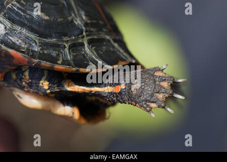 Tartaruga dipinta a sud (Chrynemys pitta dorsalis). Estremità testa di carapace e trastrone, con lato inferiore destro per arto di cinque cifre e unghie esposte. Foto Stock