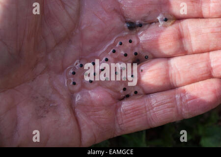 Comune di erba o rana (Rana temporaria). Piccolo campione di spawn tenuto sul palmo della mano umana. Le singole uova avvolte in jelly Foto Stock