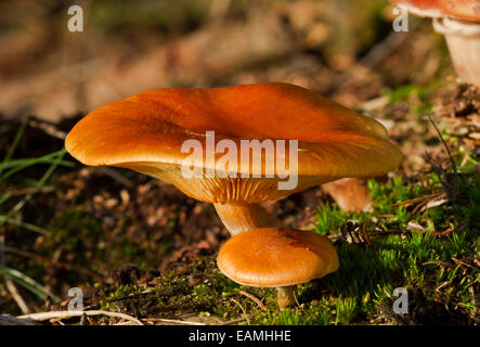 Grande e piccolo imbuto Bruno cappuccio (Lepista flaccida) Foto Stock