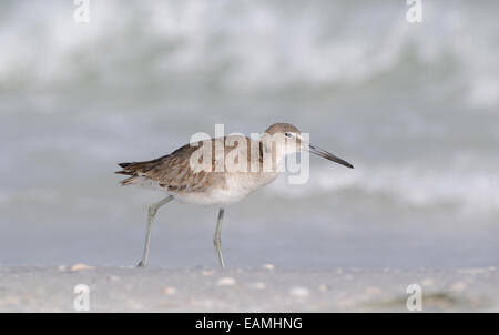 Willet, tringa semipalmata, sulla spiaggia e nel surf della costa occidentale del golfo del Messico, a Fort De Soto, Florida, Stati Uniti d'America Foto Stock