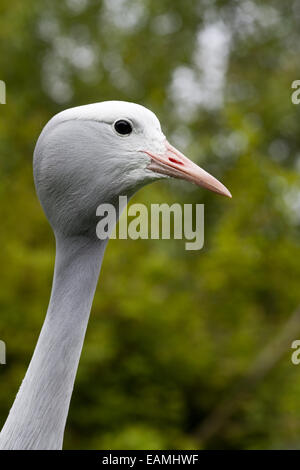 Blu, il paradiso o Stanley gru (Anthropoides paradisaea). Profilo di testa. Uccello nazionale del Sud Africa. Foto Stock