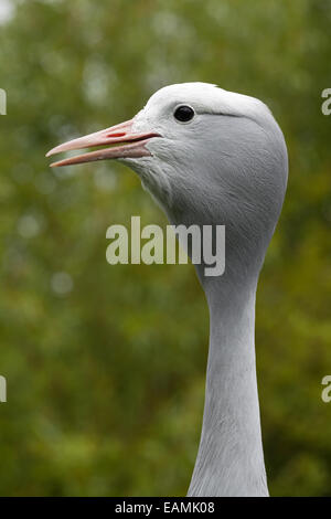 Blu, il paradiso o Stanley gru (Anthropoides paradisaea). Profilo di testa. Uccello nazionale del Sud Africa. Foto Stock