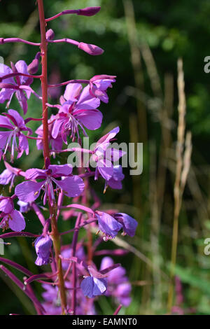 Close-up di studio di un Rosebay Willowherb fiore in piena fioritura mostrando aperta fiori e boccioli in dettaglio Foto Stock