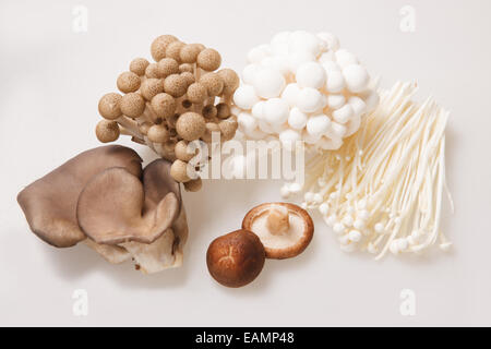 Tutti i tipi di funghi Foto Stock