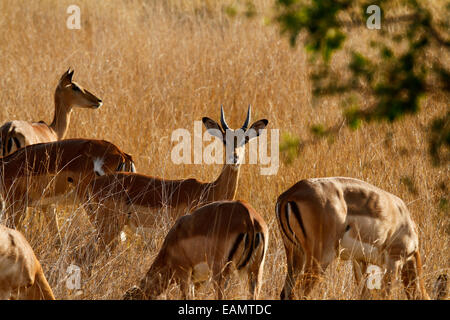 Impala antilopi sono preda di animali, pianure gioco per i predatori. Grande mandria pascolare le pianure africane, giovani pricket guardando Foto Stock