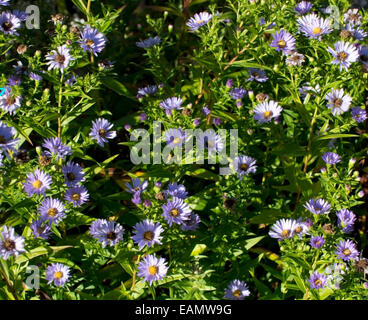 Sfondo di Michaelmas Daisy o New York Aster (Symphyotrichum novi-belgii o Aster novi-belgii) Foto Stock