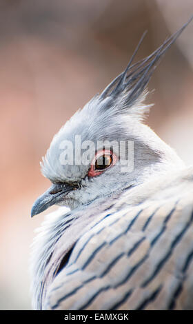 Ritratto di un piccione crestato (Ocyphaps lophotes). Il tema degli animali. Foto Stock