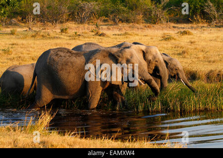 Elefante africano, il vivente più grande mammifero terrestre, famiglia alla mandria tranquillamente pascolare su canne al canale di acqua Foto Stock