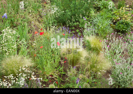 La naturale, piantando mescolato in un giardino anteriore include il papavero, allium, iris, erbe e Lychnis coronaria, Muswell Hill, London REGNO UNITO Foto Stock