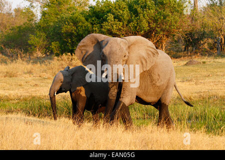 Elefante africano, il vivente più grande mammifero terrestre, giovane mamma & allattamento & bere insieme, orecchie sbattimenti ci di avvertimento Foto Stock