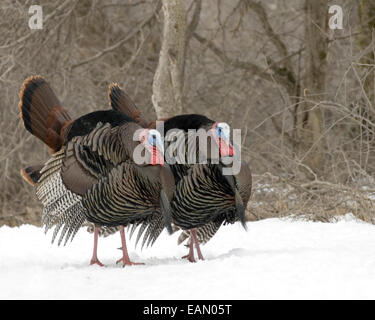 Maschi selvatici turchia strutting in primavera. Foto Stock