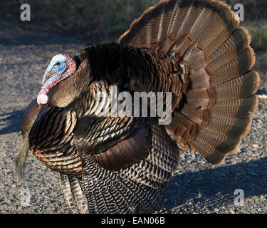 Maschi selvatici turchia strutting in primavera. Foto Stock