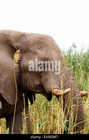 Ritratto di pascolo di elefante africano in Etosha National Park, Ombika, Kunene, Namibia. La vera fotografia della fauna selvatica Foto Stock