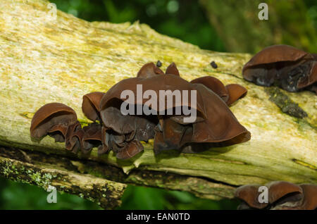 Jelly orecchio funghi - padiglione auricolare Auricularia-judae Foto Stock