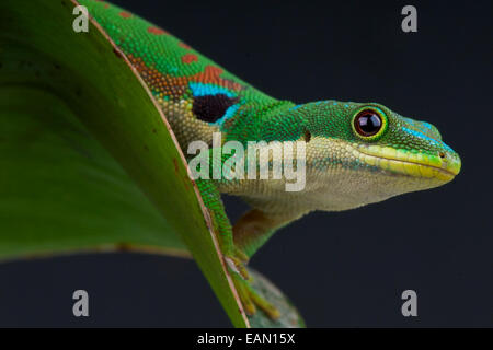 Peacock giorno gecko / Phelsuma quadriocellata Foto Stock