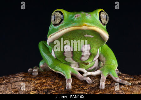 Cerosa delle foglie / rana Phyllomedusa sauvagii Foto Stock