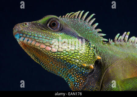 Asian Dragon acqua / Physignathus concincinus Foto Stock