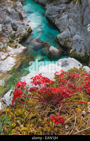 Fiume Soca in Slovenia Foto Stock