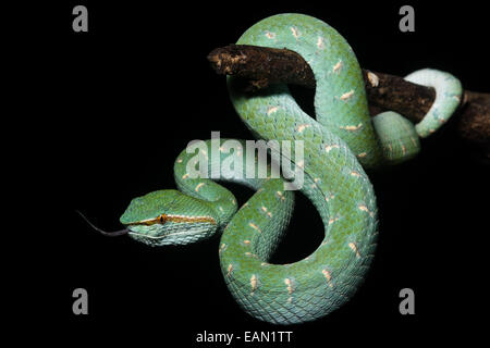 Un Bornean verde Keeled Rattlesnakes Foto Stock