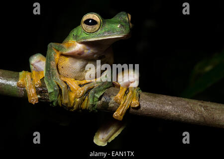 Un Wallace's Flying Frog dalla giungla del Borneo Foto Stock