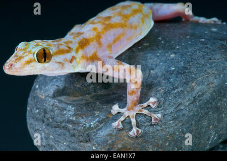 Ventola-dita (gecko Ptyodactylus ragazzi) Foto Stock