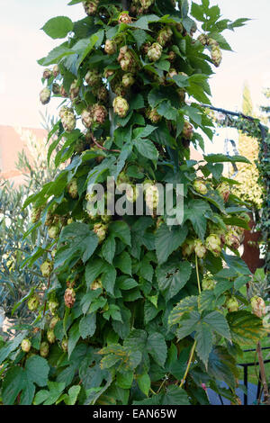 Pianta o arbusto per fare la birra con Brewer's luppolo Foto Stock