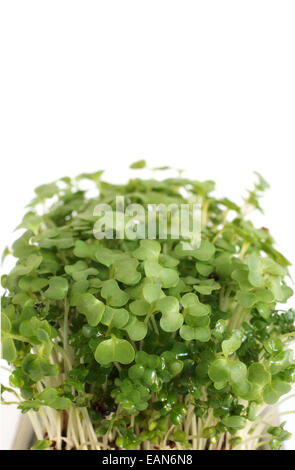 Garden cress in stretta su uno sfondo bianco con spazio di copia Foto Stock