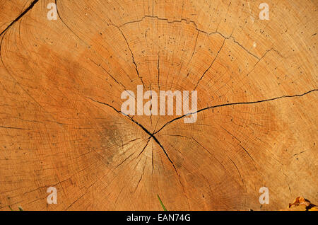 Una sezione trasversale del vecchio tronco di albero Foto Stock