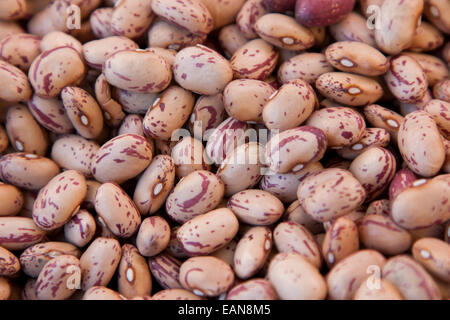 Secchi Fave di mirtillo palustre presso il Berkeley mercato agricolo. Foto Stock