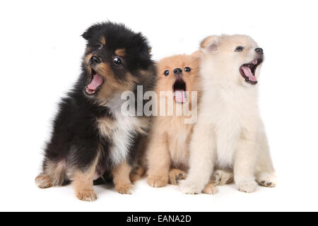 Tre ululati cantando cuccioli di Pomerania su sfondo bianco Foto Stock