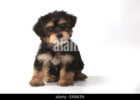 Miniatura tazzina Yorkie cucciolo su sfondo bianco Foto Stock
