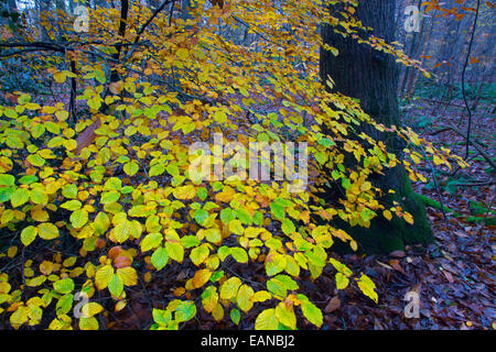 Il faggio Fagus sylvatica lascia cambiare colore in autunno Foto Stock