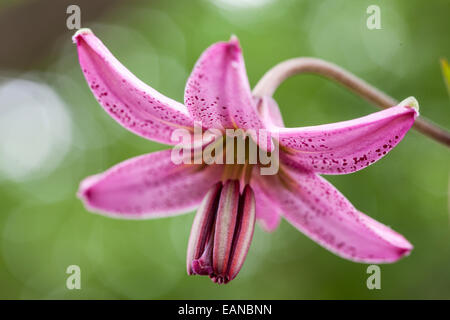 Turk cappuccio del giglio o Martagon - Lillium Martagon - Parc naturel de la Chartreuse, Savoie, Rhône-Alpes, in Francia Foto Stock