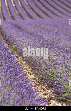 Campi di lavanda nella Drôme provençale, Drôme, Francia Foto Stock