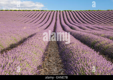 Campi di lavanda nella Drôme provençale, Drôme, Francia Foto Stock