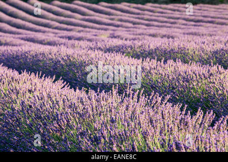 Campi di lavanda nella Drôme provençale, Drôme, Francia Foto Stock