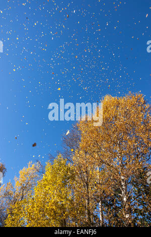 Autunno piovoso di foglie di betulla dell'etna, Finlandia albero nazionale, foresta Foto Stock