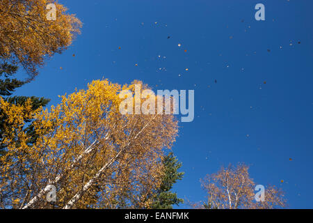 Autunno piovoso di foglie di betulla dell'etna, Finlandia albero nazionale, foresta Foto Stock