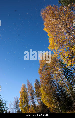 Autunno piovoso di foglie di betulla dell'etna, Finlandia albero nazionale, foresta Foto Stock