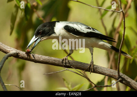 Pied Butcherbird in Emma Gorge, El Questro, WA, Australia Foto Stock