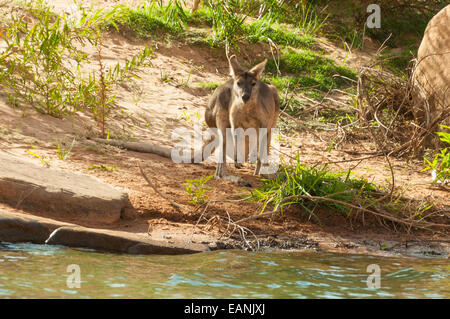 Agile Wallaby, Macropus agilis a Chamberlain Gorge, El Questro, WA, Australia Foto Stock