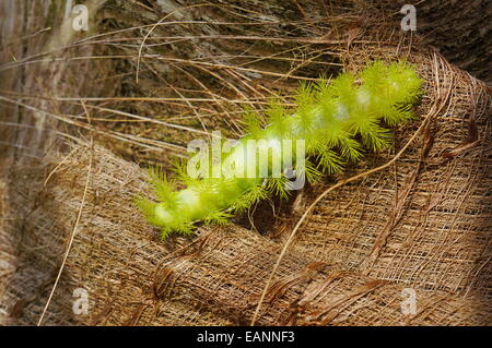 Un bruco verde con spine Automeris io tarma, America Centrale Foto Stock